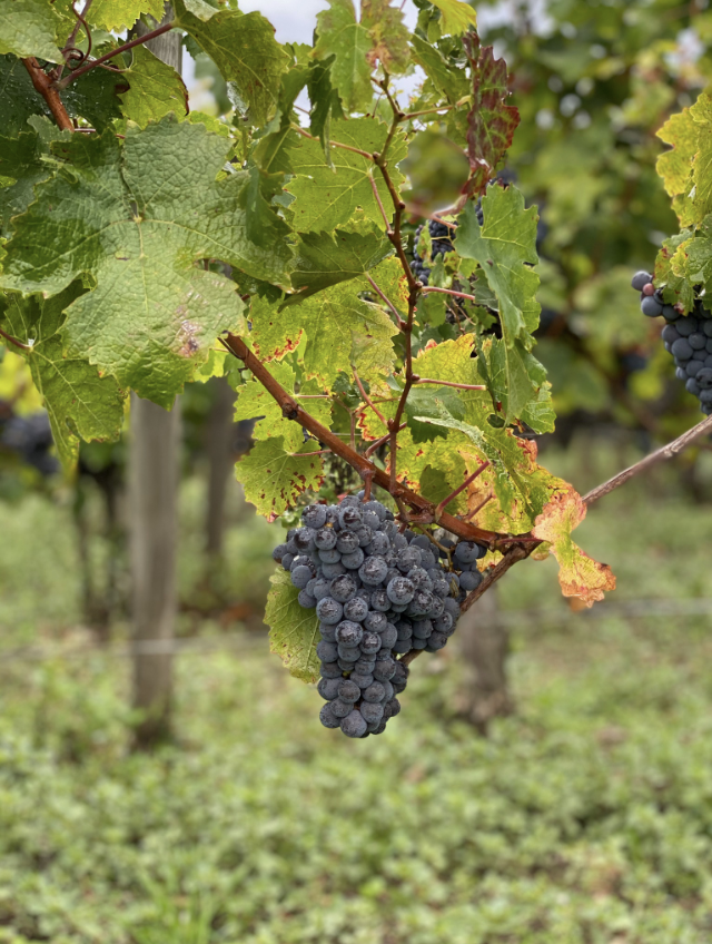 Château Edmus – Organic Merlot grapes in Saint-Émilion Cluster of Merlot grapes in the Château Edmus vineyard, Saint-Émilion