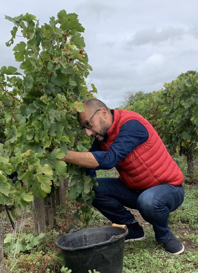 Laurent David – Harvest at Château Edmus Laurent David harvesting grapes at Château Edmus, Saint-Émilion